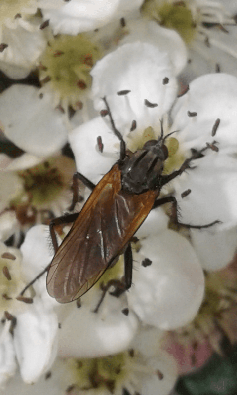 Empididae : Empis sp.? S